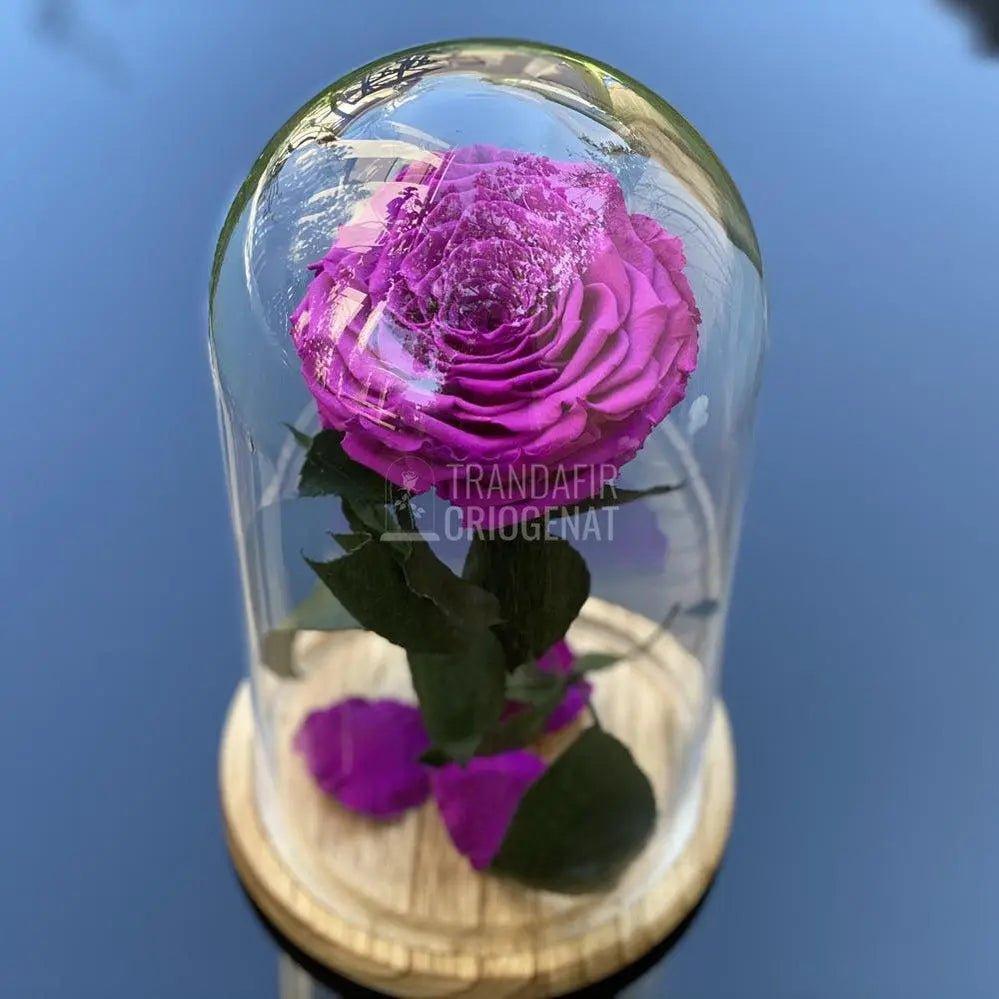 Trandafir Criogenat mov_1 Ø9,5cm in cupola de sticla 12x25cm - Trandafir-Criogenat.ro