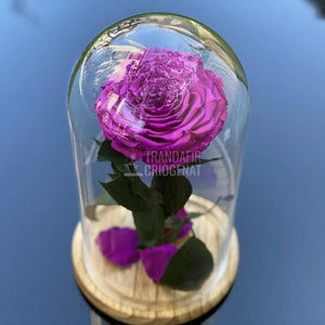 Trandafir Criogenat mov_1 Ø9,5cm in cupola de sticla 12x25cm - Trandafir-Criogenat.ro
