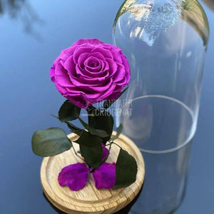 Trandafir Criogenat mov_2 Ø9,5cm in cupola de sticla 12x25cm - Trandafir-Criogenat.ro