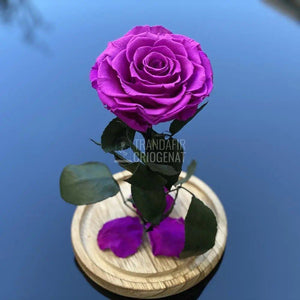 Trandafir Criogenat mov_2 Ø9,5cm in cupola de sticla 12x25cm - Trandafir-Criogenat.ro