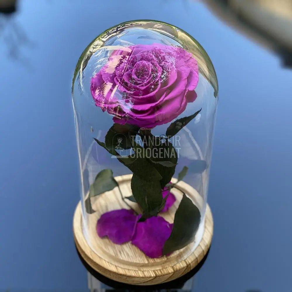 Trandafir Criogenat mov_2 Ø9,5cm in cupola de sticla 12x25cm - Trandafir-Criogenat.ro