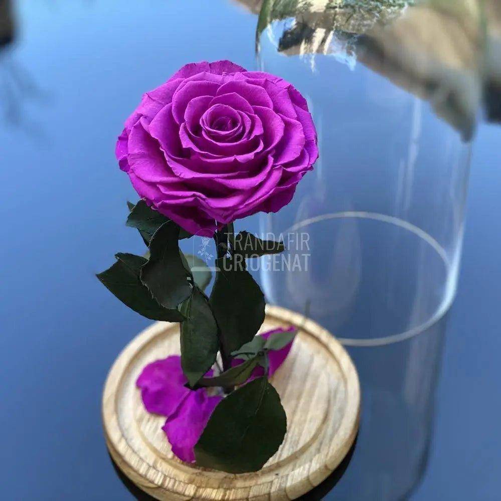 Trandafir Criogenat mov_2 Ø9,5cm in cupola de sticla 12x25cm - Trandafir-Criogenat.ro