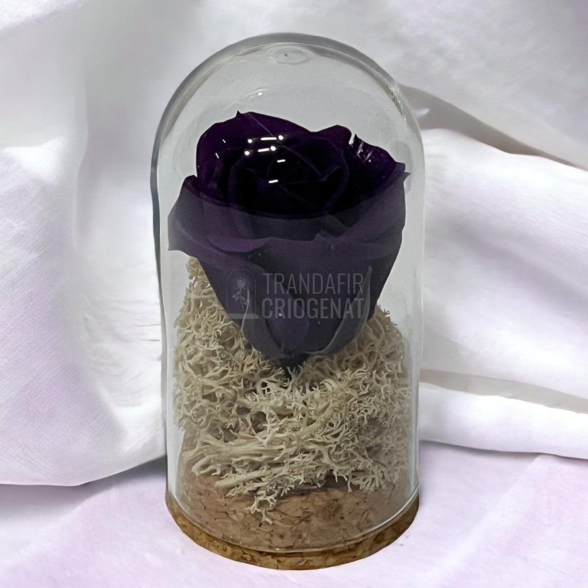 Trandafir Criogenat mov-inchis in cupola sticla 5x9,5cm (marturie) - Trandafir-Criogenat.ro