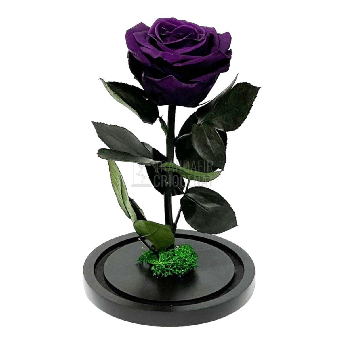 Trandafir Criogenat mov inchis Ø8cm in cupola de sticla, cu mesaj - Trandafir-Criogenat.ro