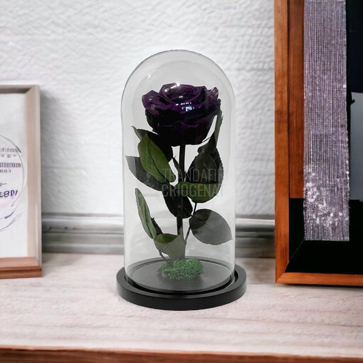 Trandafir Criogenat mov inchis Ø8cm in cupola de sticla, cu mesaj - Trandafir-Criogenat.ro