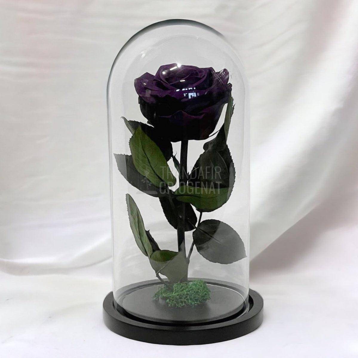 Trandafir Criogenat mov inchis Ø8cm in cupola de sticla, cu mesaj - Trandafir-Criogenat.ro