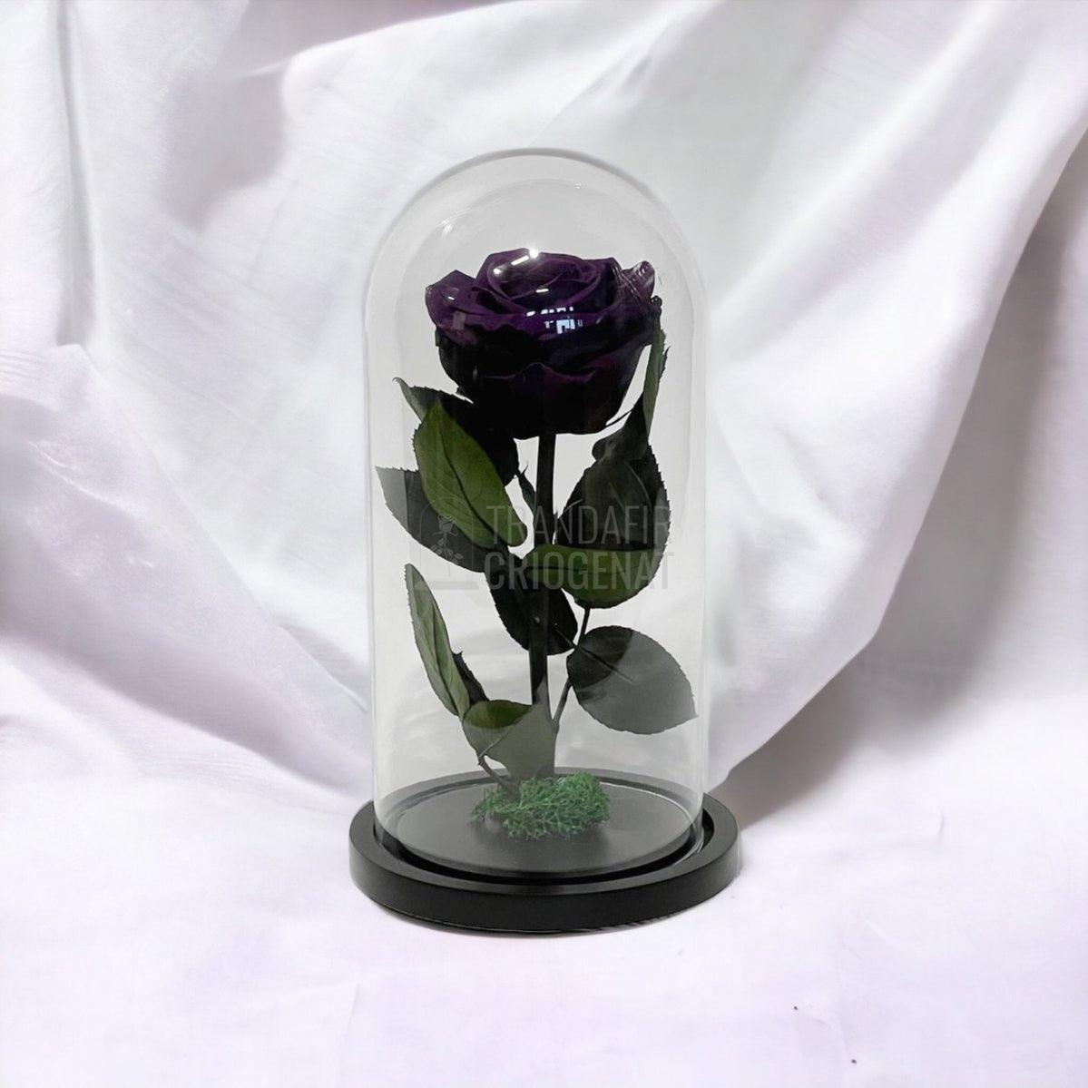 Trandafir Criogenat mov inchis Ø8cm in cupola de sticla, cu mesaj - Trandafir-Criogenat.ro