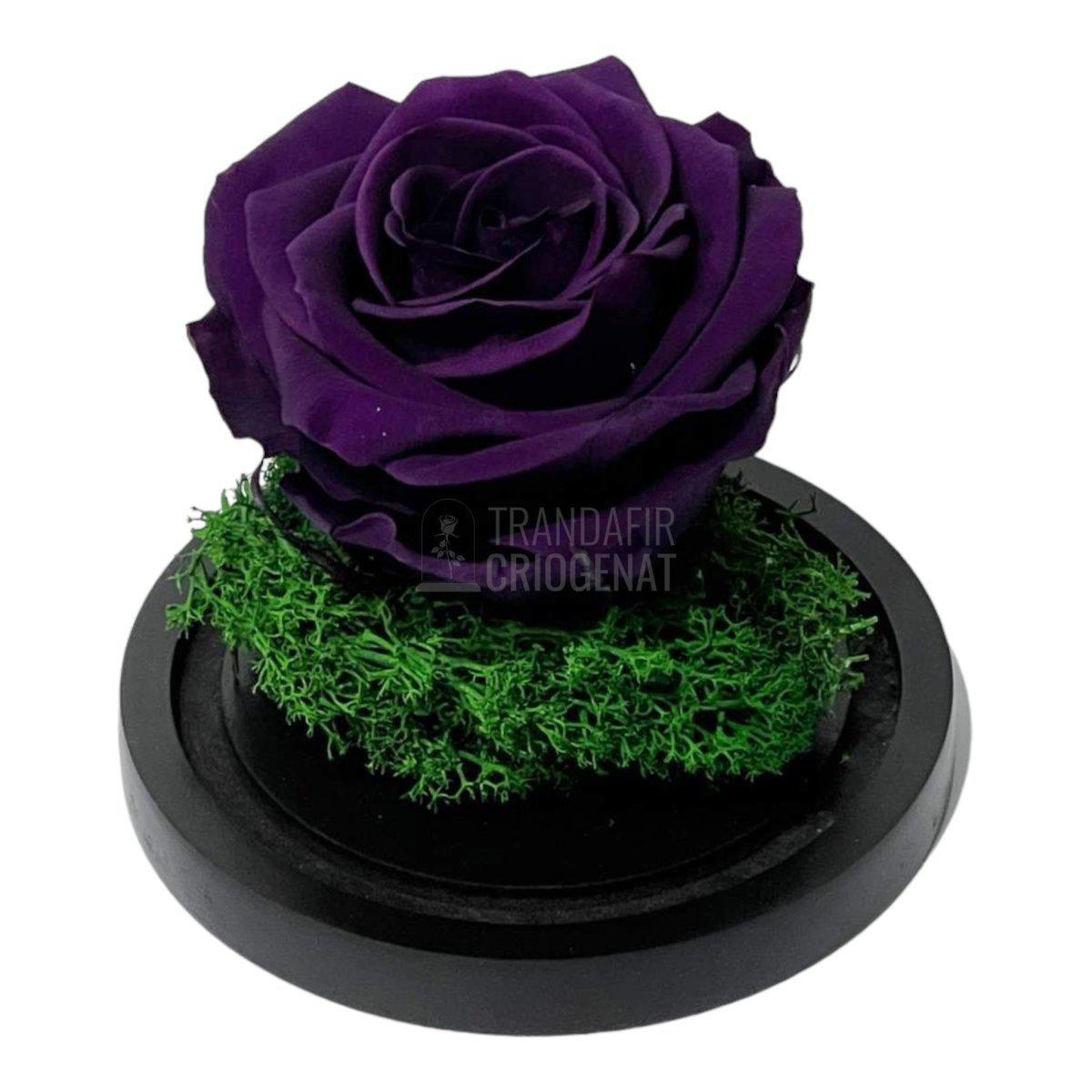 Trandafir Criogenat mov inchis Ø8cm in cupola sticla 10x15cm - Trandafir-Criogenat.ro