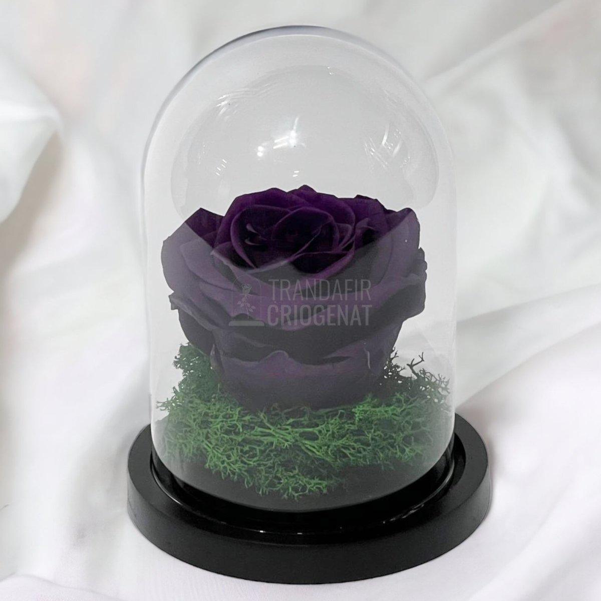 Trandafir Criogenat mov inchis Ø8cm in cupola sticla 10x15cm - Trandafir-Criogenat.ro