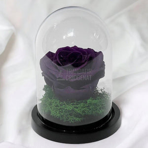 Trandafir Criogenat mov inchis Ø8cm in cupola sticla 10x15cm - Trandafir-Criogenat.ro