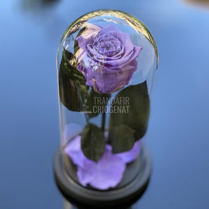 Trandafir Criogenat mov Ø6,5cm in cupola de sticla 10x20cm - Trandafir-Criogenat.ro
