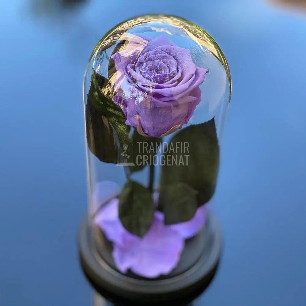 Trandafir Criogenat mov Ø6,5cm in cupola sticla 12x25cm - Trandafir-Criogenat.ro