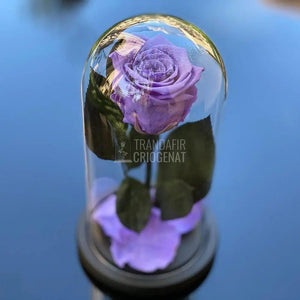 Trandafir Criogenat mov Ø6,5cm in cupola sticla 12x25cm - Trandafir-Criogenat.ro
