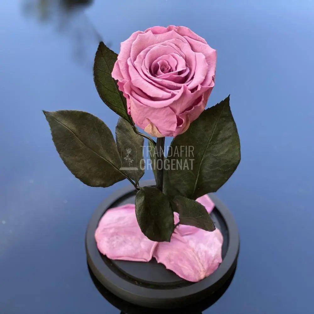 Trandafir Criogenat mov pudrat Ø6,5cm in cupola de sticla 10x20cm - Trandafir-Criogenat.ro