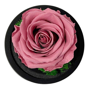 Trandafir Criogenat mov pudrat Ø8cm in cupola de sticla 10x15cm - Trandafir-Criogenat.ro