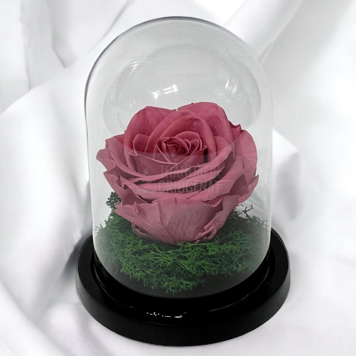 Trandafir Criogenat mov pudrat Ø8cm in cupola de sticla 10x15cm - Trandafir-Criogenat.ro
