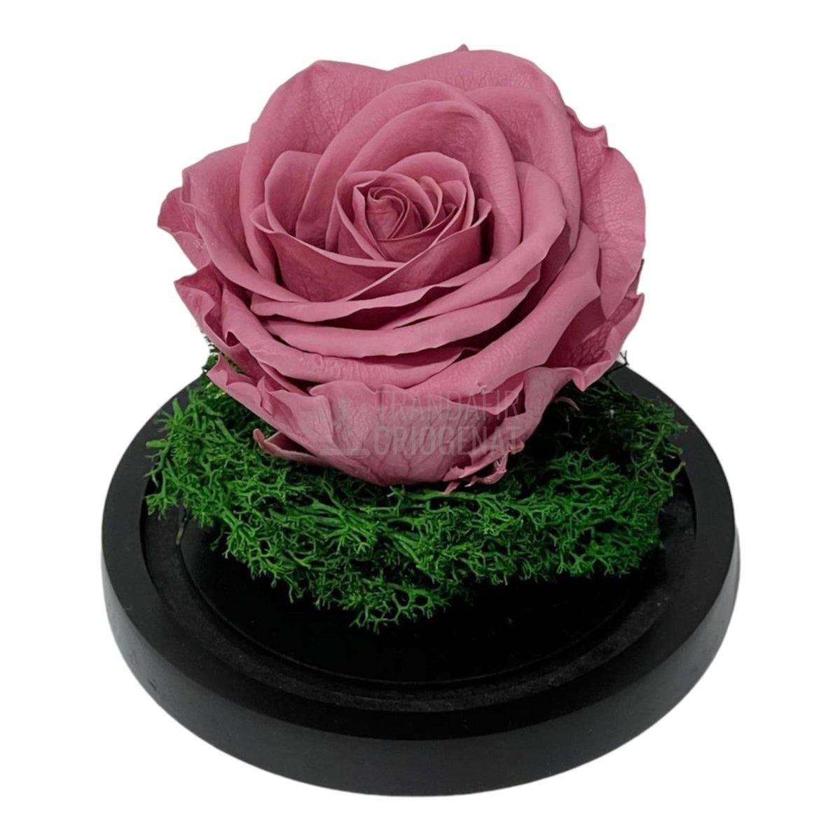 Trandafir Criogenat mov pudrat Ø8cm in cupola de sticla 10x15cm - Trandafir-Criogenat.ro