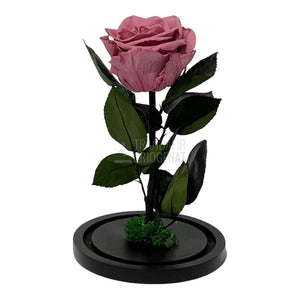 Trandafir Criogenat mov pudrat Ø8cm in cupola de sticla, cu mesaj - Trandafir-Criogenat.ro