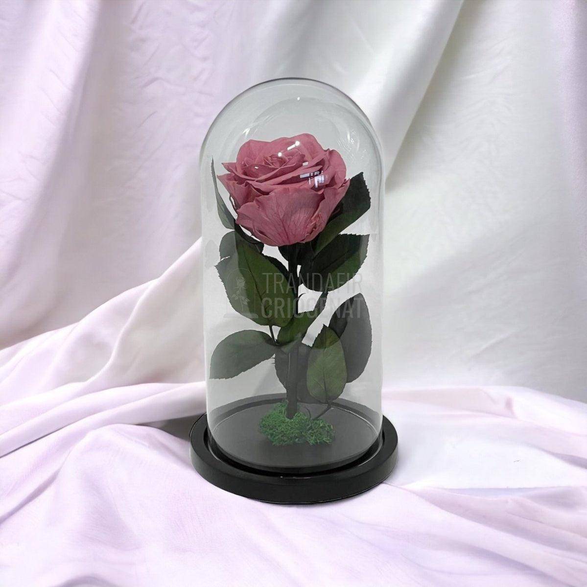 Trandafir Criogenat mov pudrat Ø8cm in cupola de sticla, cu mesaj - Trandafir-Criogenat.ro