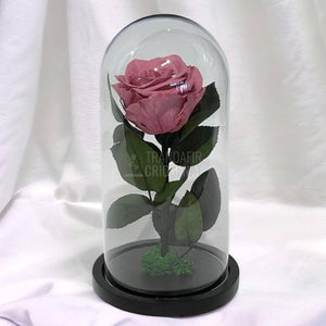 Trandafir Criogenat mov pudrat Ø8cm in cupola de sticla, cu mesaj - Trandafir-Criogenat.ro