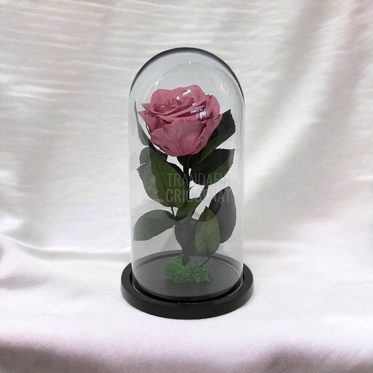 Trandafir Criogenat mov pudrat Ø8cm in cupola de sticla, cu mesaj - Trandafir-Criogenat.ro