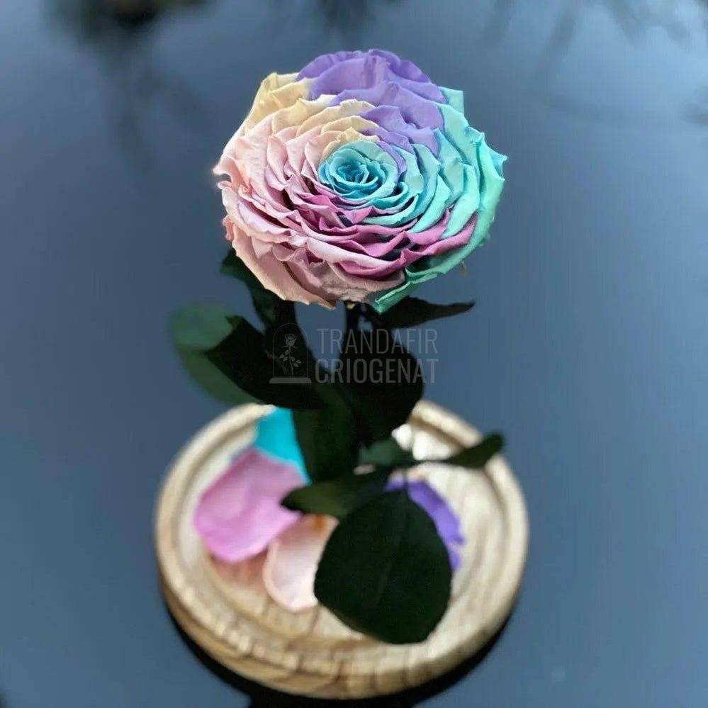 Trandafir Criogenat multicolor deschis mare in cupola sticla - Trandafir-Criogenat.ro