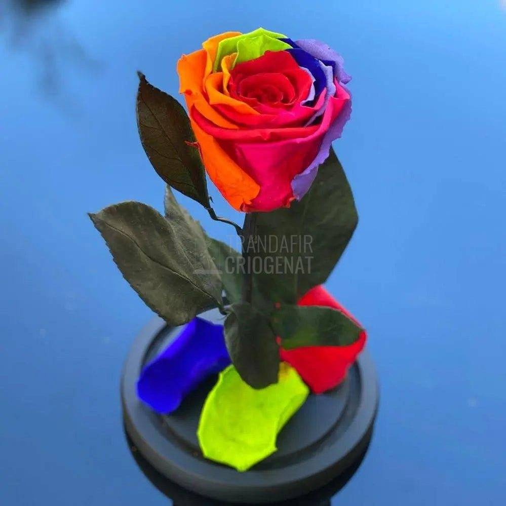 Trandafir Criogenat multicolor Ø6,5cm in cupola de sticla - Trandafir-Criogenat.ro
