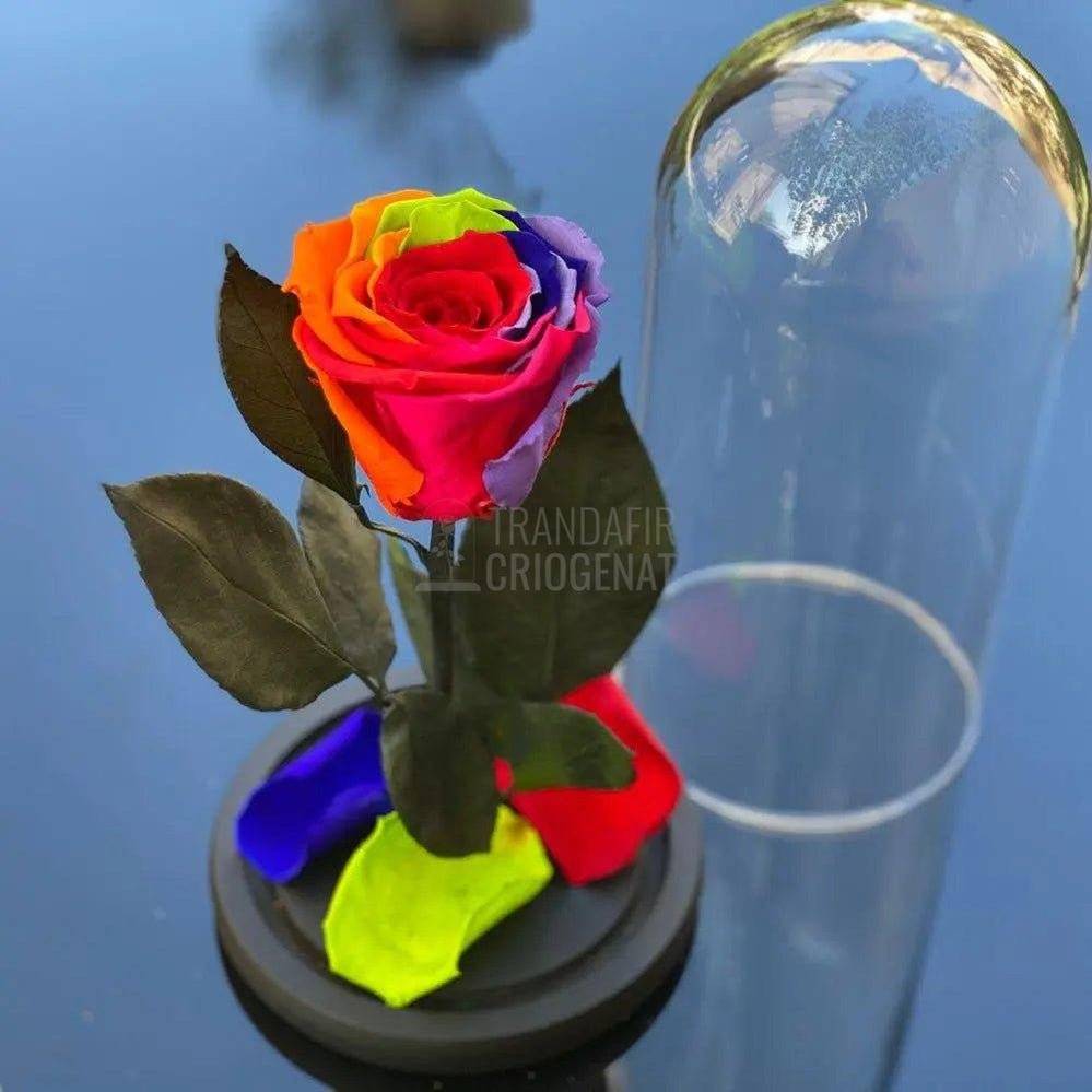 Trandafir Criogenat multicolor Ø6,5cm in cupola de sticla - Trandafir-Criogenat.ro