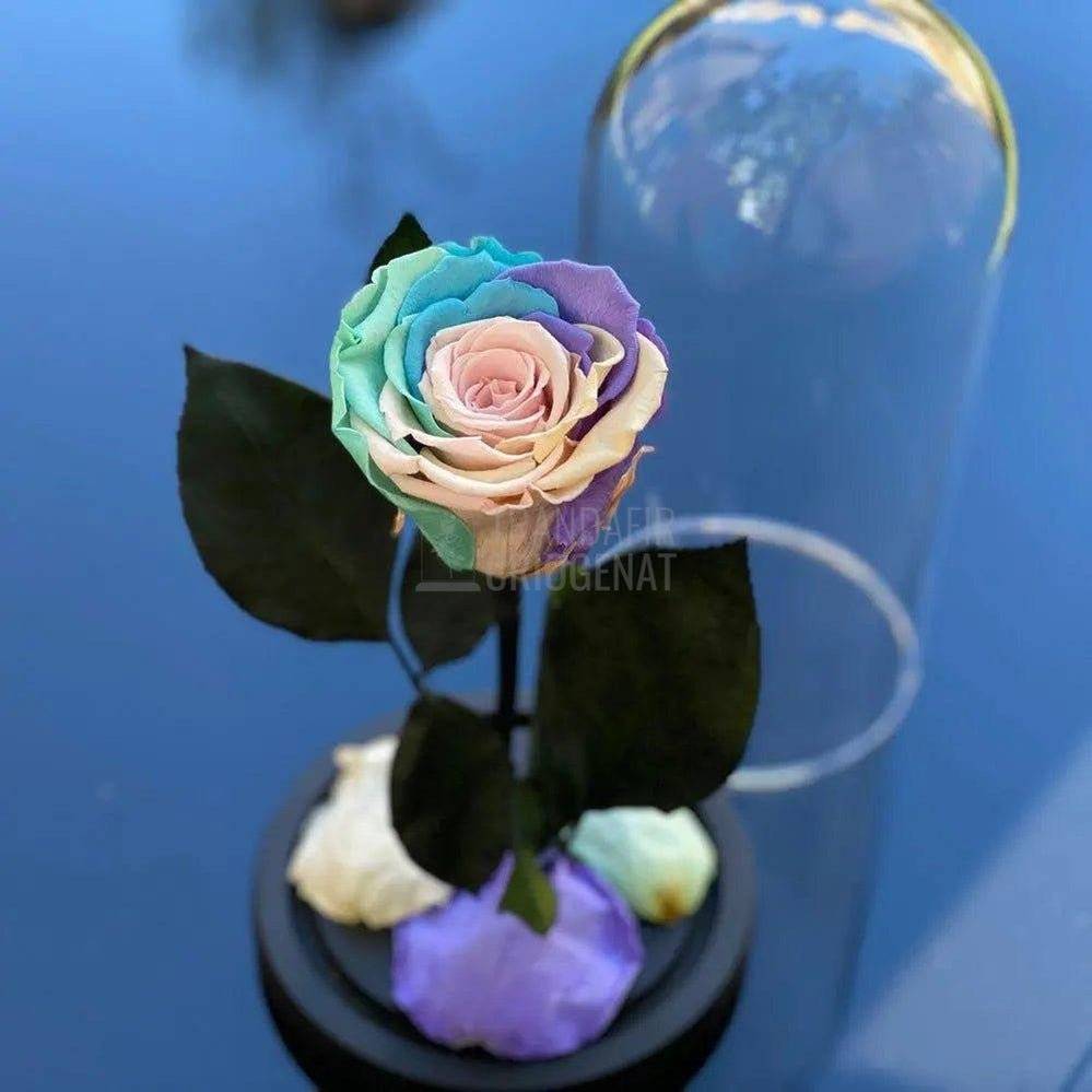 Trandafir Criogenat multicolor pal Ø6,5cm in cupola 10x20cm - Trandafir-Criogenat.ro