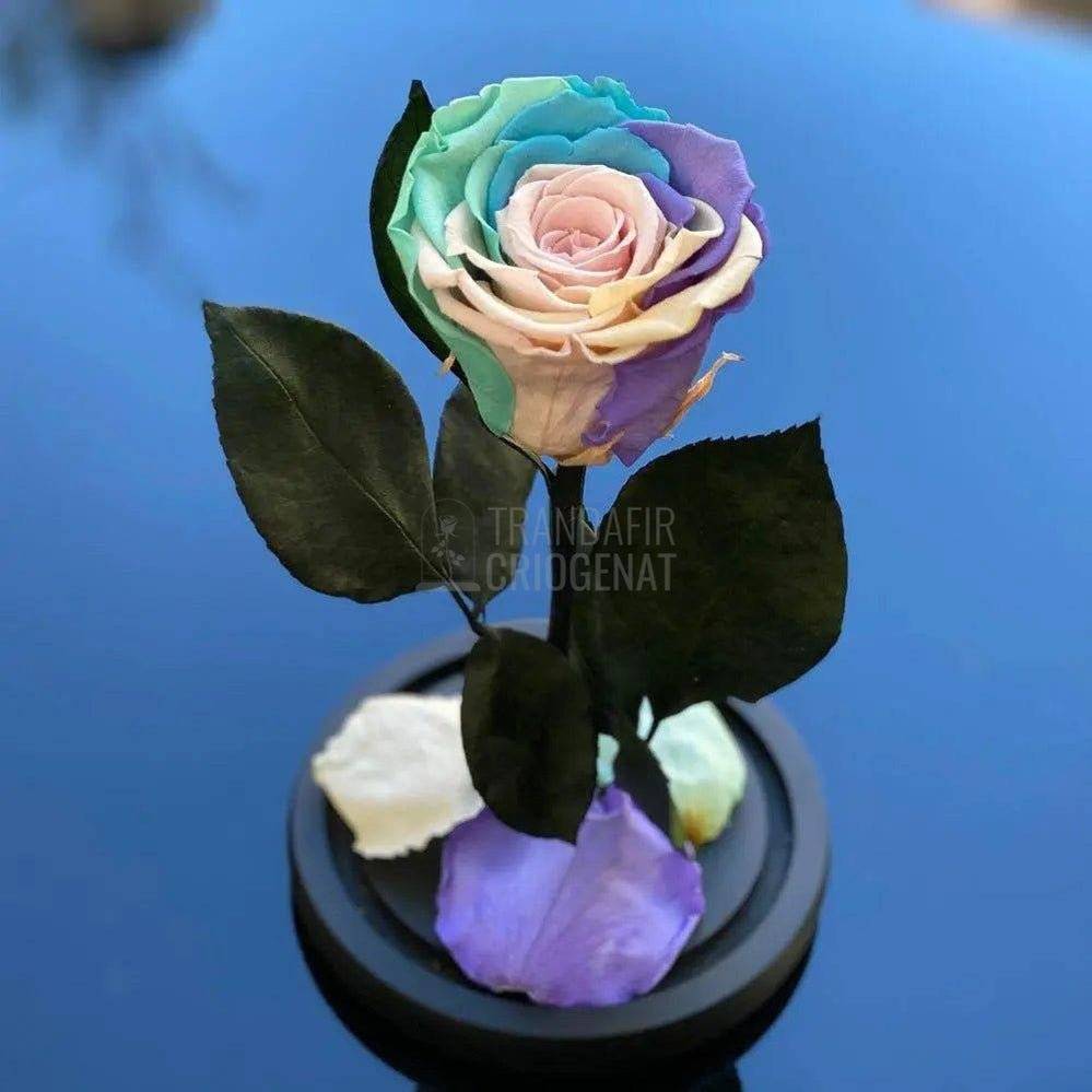 Trandafir Criogenat multicolor pal Ø6,5cm in cupola 10x20cm - Trandafir-Criogenat.ro