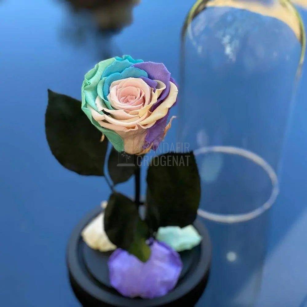 Trandafir Criogenat multicolor pal Ø6,5cm in cupola 10x20cm - Trandafir-Criogenat.ro