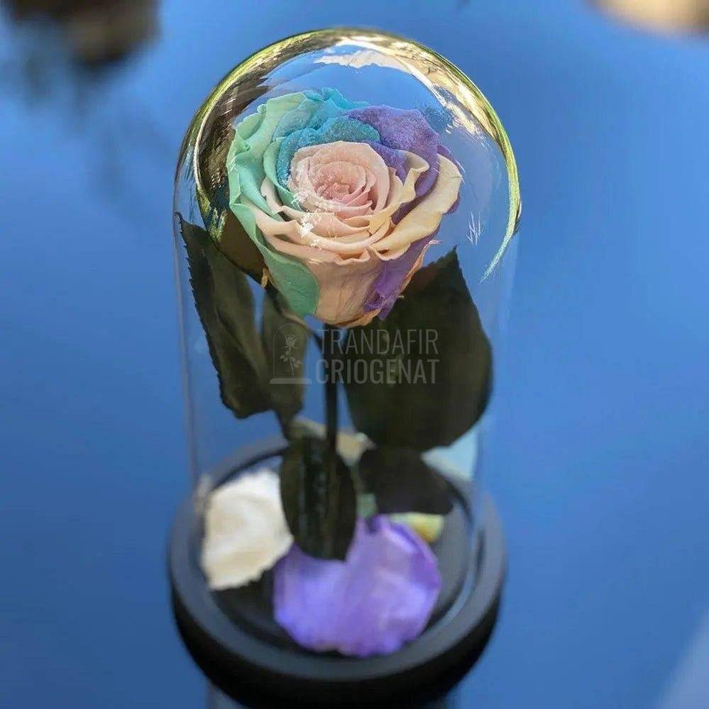 Trandafir Criogenat multicolor pal Ø6,5cm in cupola 10x20cm - Trandafir-Criogenat.ro