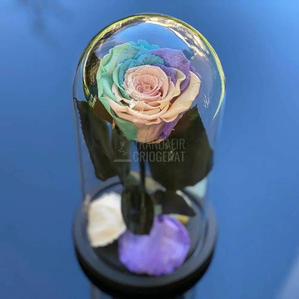 Trandafir Criogenat multicolor pal Ø6,5cm in cupola 10x20cm - Trandafir-Criogenat.ro