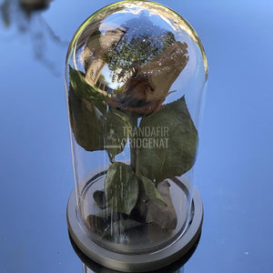 Trandafir Criogenat negru cu sclipici Ø6,5cm in cupola 10x20cm - Trandafir-Criogenat.ro