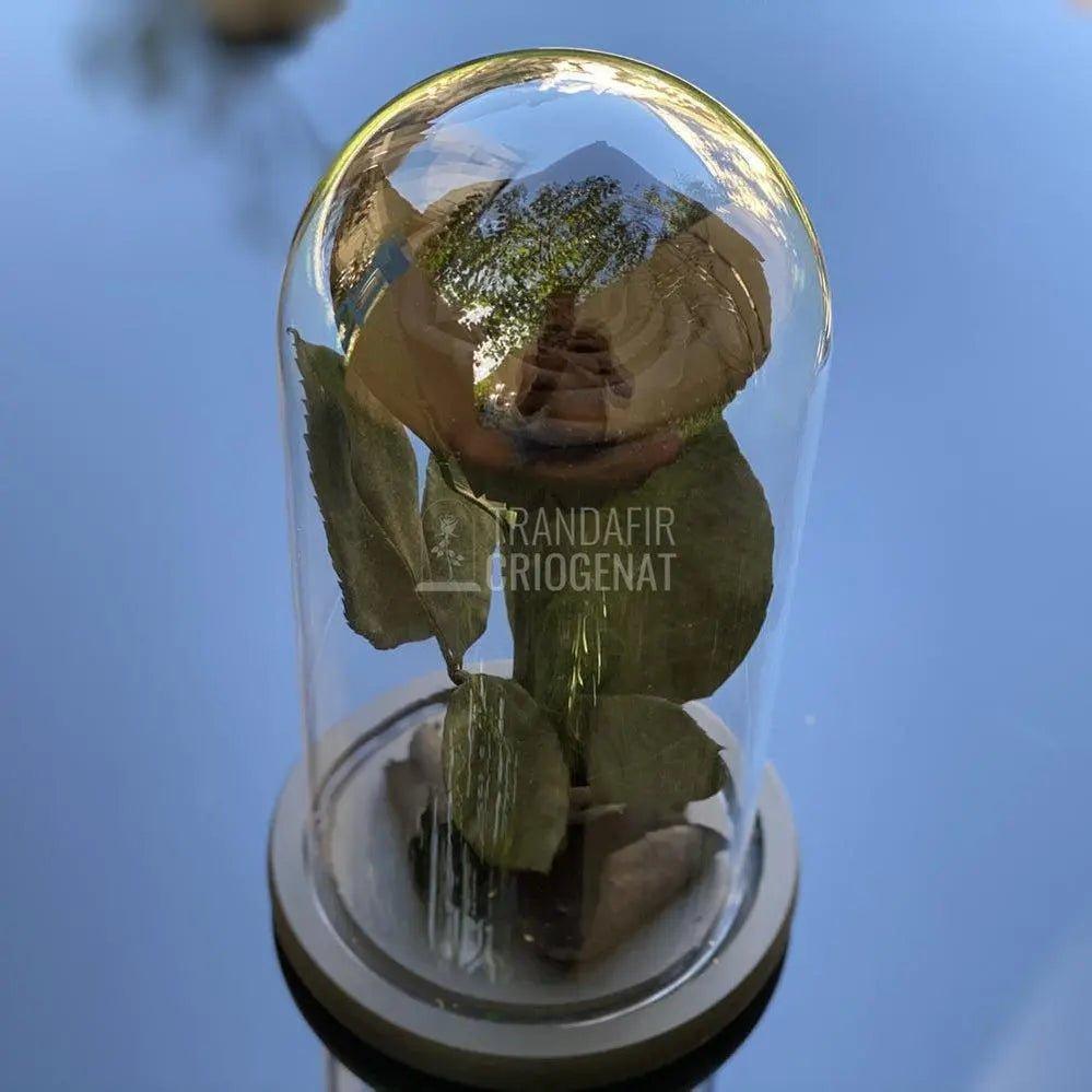 Trandafir Criogenat negru Ø6,5cm in cupola de sticla 10x20cm - Trandafir-Criogenat.ro