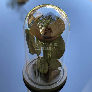 Trandafir Criogenat negru Ø6,5cm in cupola de sticla 10x20cm - Trandafir-Criogenat.ro