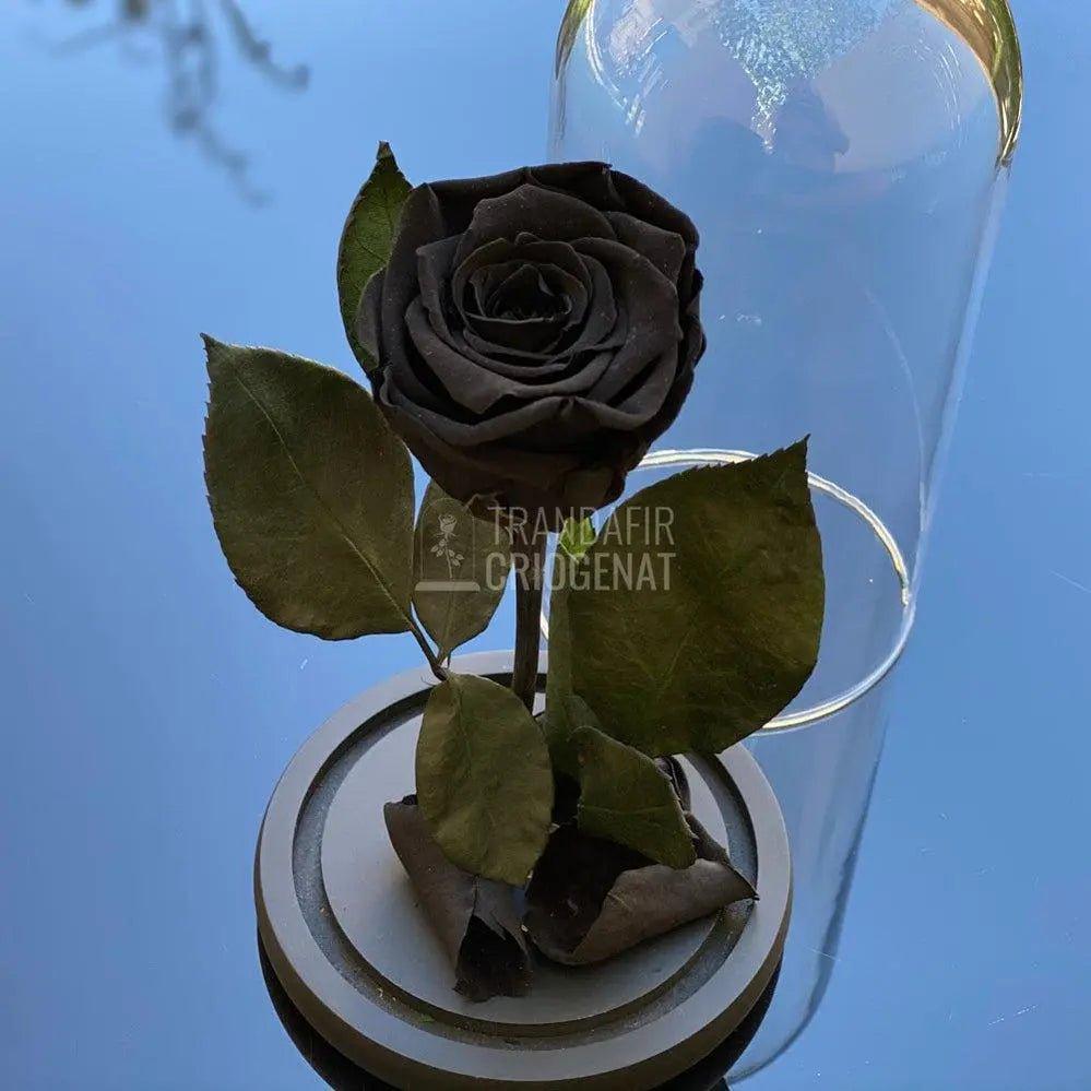 Trandafir Criogenat negru Ø6,5cm in cupola sticla 12x25cm - Trandafir-Criogenat.ro