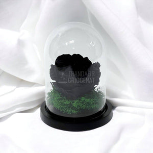 Trandafir Criogenat negru Ø8cm in cupola de sticla 10x15cm - Trandafir-Criogenat.ro