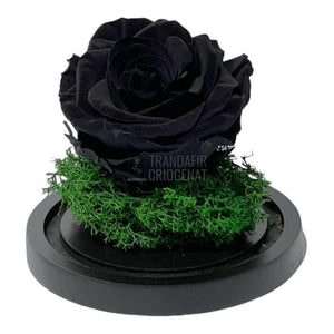 Trandafir Criogenat negru Ø8cm in cupola de sticla 10x15cm - Trandafir-Criogenat.ro