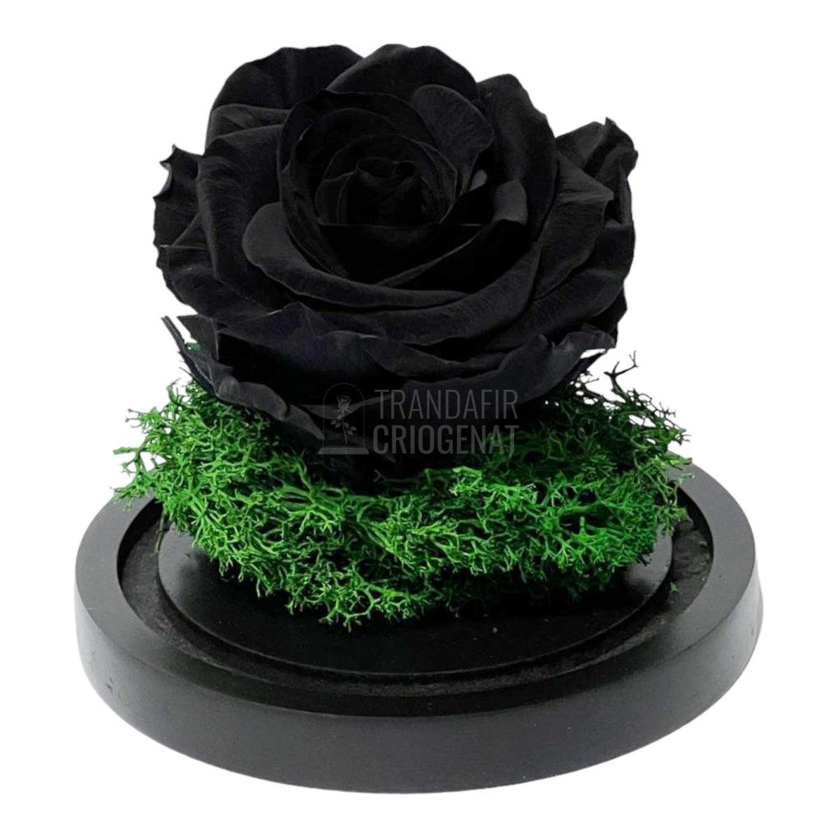 Trandafir Criogenat negru Ø8cm in cupola de sticla 10x15cm - Trandafir-Criogenat.ro