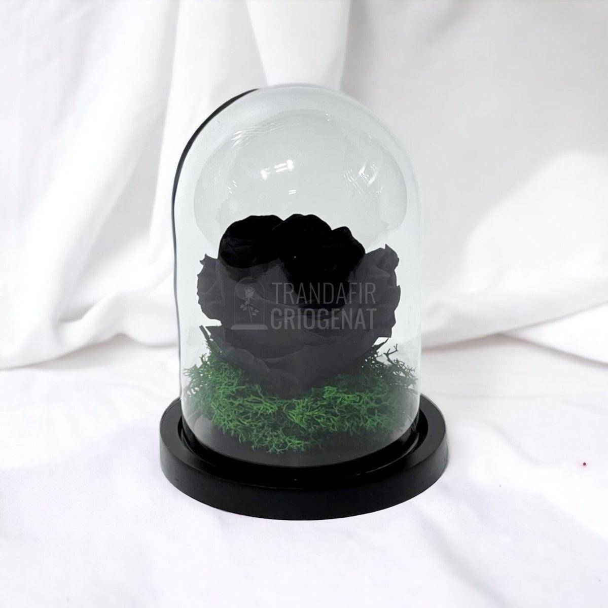 Trandafir Criogenat negru Ø8cm in cupola de sticla 10x15cm - Trandafir-Criogenat.ro