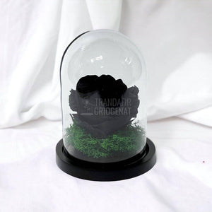Trandafir Criogenat negru Ø8cm in cupola de sticla 10x15cm - Trandafir-Criogenat.ro