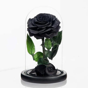 Trandafir Criogenat negru Ø8cm in cupola de sticla 12x25cm - Trandafir-Criogenat.ro