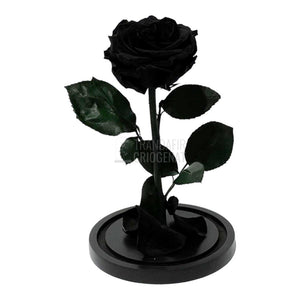 Trandafir Criogenat negru Ø8cm in cupola de sticla, cu mesaj - Trandafir-Criogenat.ro