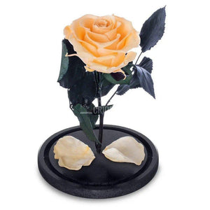 Trandafir Criogenat piersica Ø6,5cm in cupola sticla 10x20cm - Trandafir-Criogenat.ro