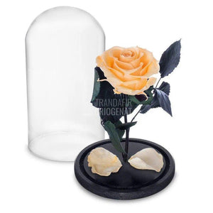 Trandafir Criogenat piersica Ø6,5cm in cupola sticla 10x20cm - Trandafir-Criogenat.ro