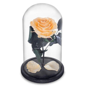 Trandafir Criogenat piersica Ø6,5cm in cupola sticla 10x20cm - Trandafir-Criogenat.ro