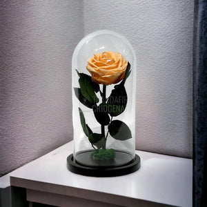 Trandafir Criogenat piersica Ø8cm in cupola de sticla, cu mesaj - Trandafir-Criogenat.ro