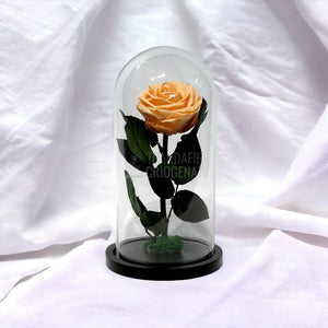 Trandafir Criogenat piersica Ø8cm in cupola de sticla, cu mesaj - Trandafir-Criogenat.ro