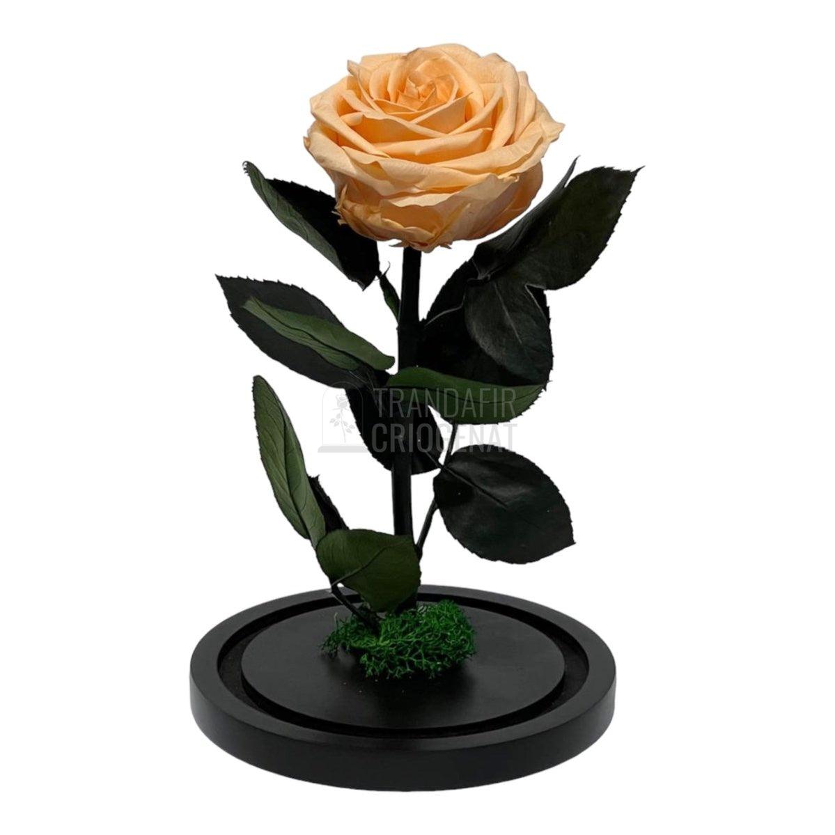 Trandafir Criogenat piersica Ø8cm in cupola de sticla, cu mesaj - Trandafir-Criogenat.ro